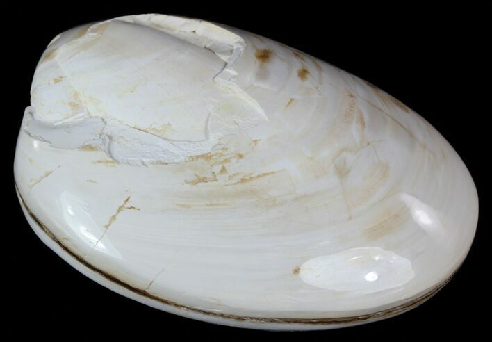 Wide Polished Fossil Clam - Jurassic #55237